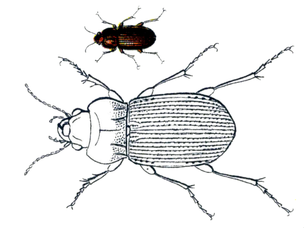 Жук красотел пахучий рисунок
