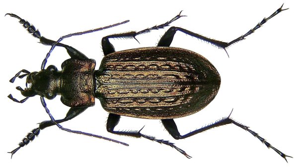 Жужелица зернистая - Carabus granulatus