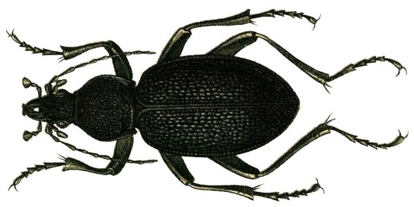 Жужелица Константинова (Carabus (Tribax) biebersteini constantinowi)