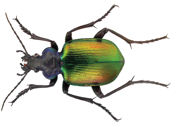 Calosoma sycophanta
