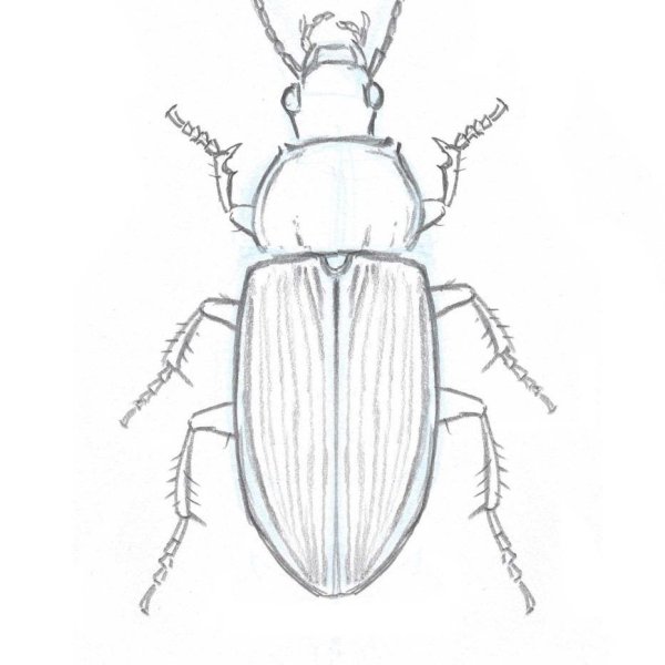 Жук короед рисунок
