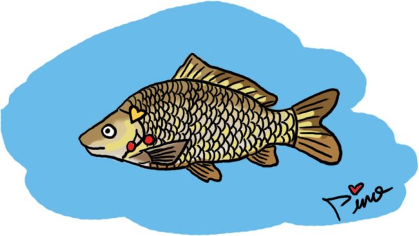 Сазан рыба рисунок