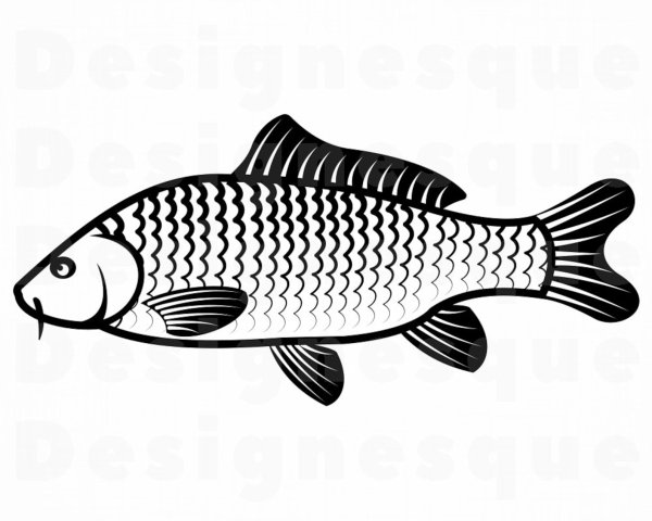 Сазан вектор