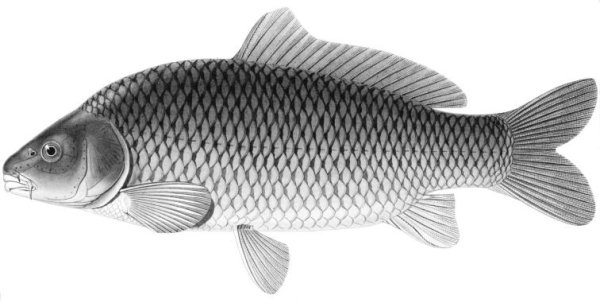 Карп обыкновенный – Cyprinus Carpio