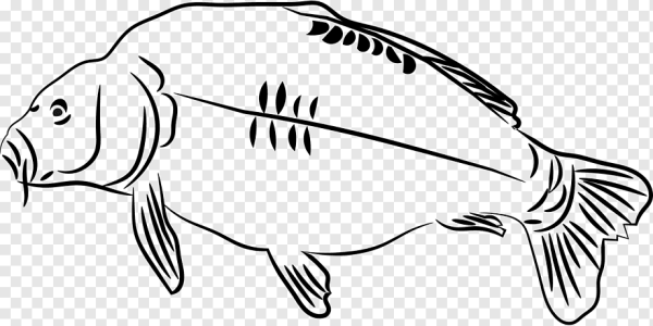 Карп раскраска