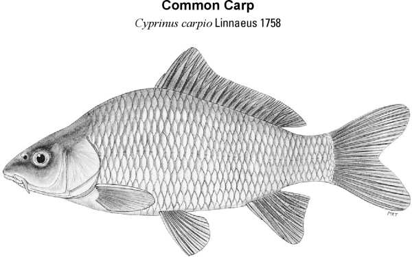 Карп Cyprinus Carpio рисунок