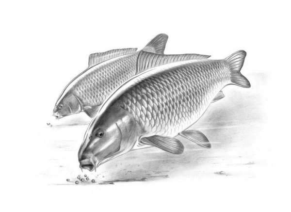 Эскиз сазана