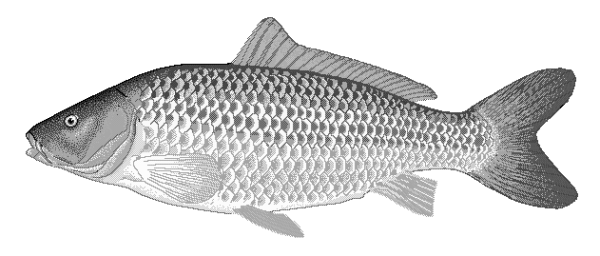Карп Cyprinus Carpio рисунок