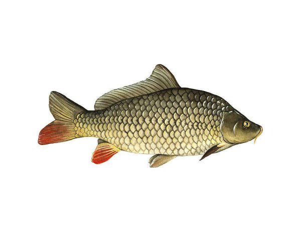 Рыба чешуйчатый Карп