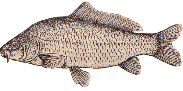 Сазан (= Карп обыкновенный) – Cyprinus Carpio