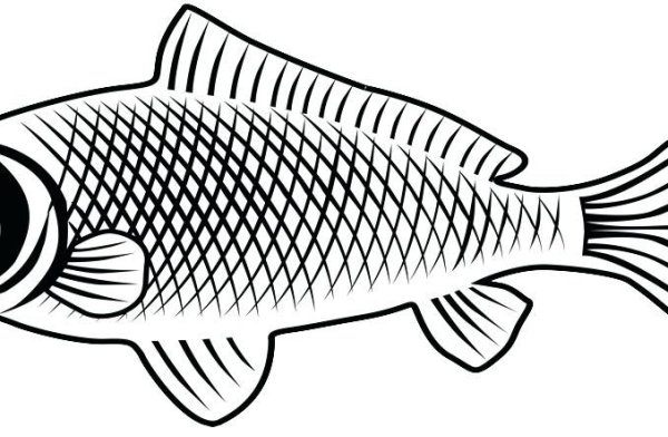 Сазан нарисованный