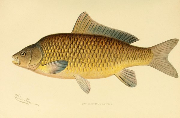 Сазан (Cyprinus Carpio)