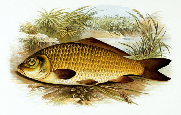 Карп обыкновенный – Cyprinus Carpio