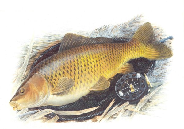 Карп на прозрачном фоне