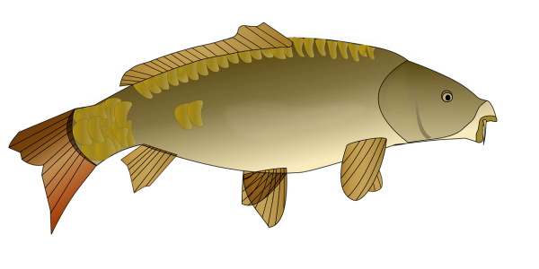 Рыба клипарт на прозрачном фоне