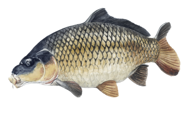 Сазан Линь карась