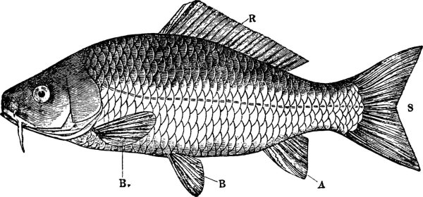 Голова рыба Карп вектор сбоку