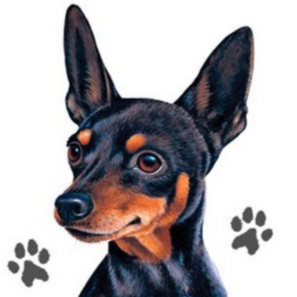 Рисунок цвергпинчера