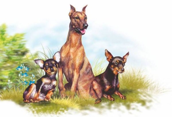 Цвергпинчер рисунок