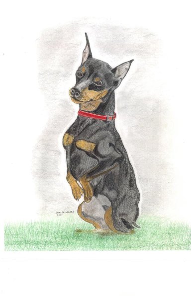 Нарисовать добермана пинчера