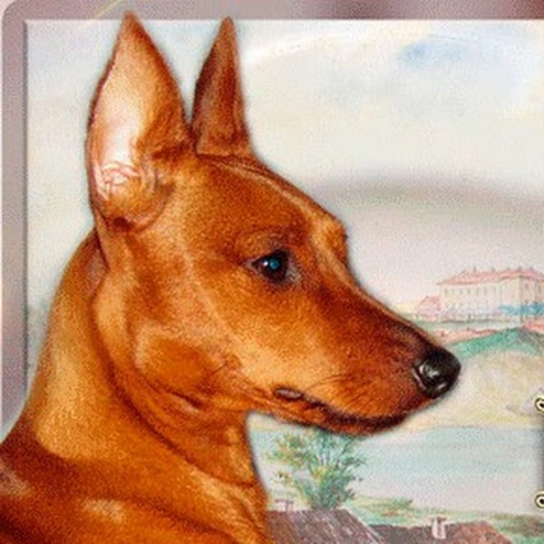 Цвергпинчер портрет