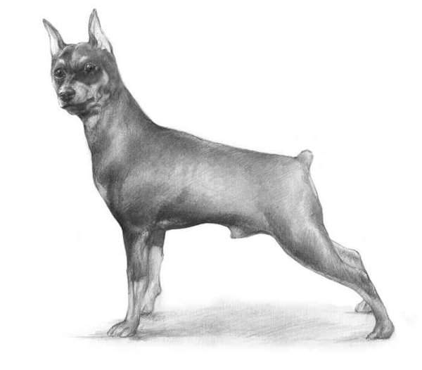 Цвергпинчер раскраска