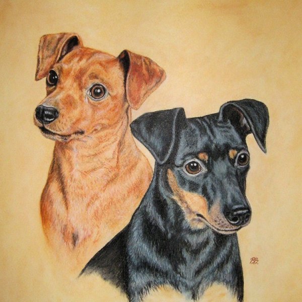 Карликовый пинчер рисунок