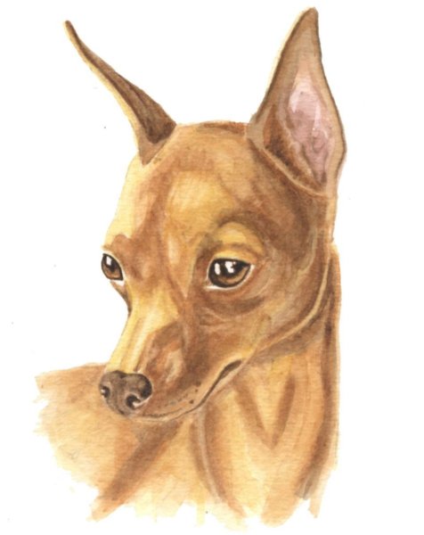 Карликовый пинчер рисунок