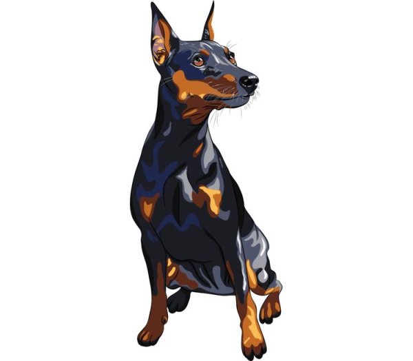 Карликовый пинчер арт