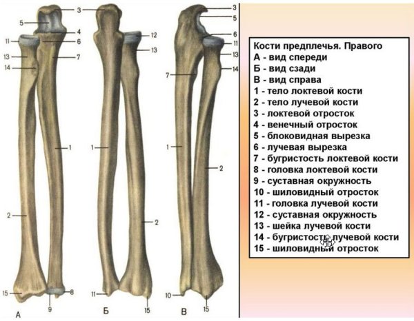 Локоть рисунок