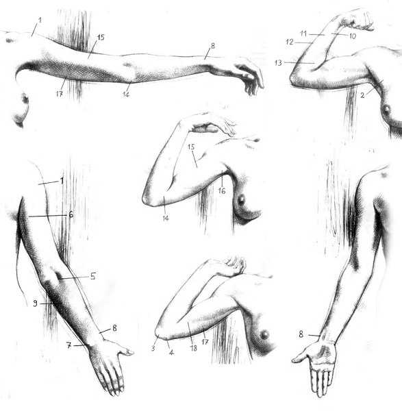 Руки выгнутые. В локтях