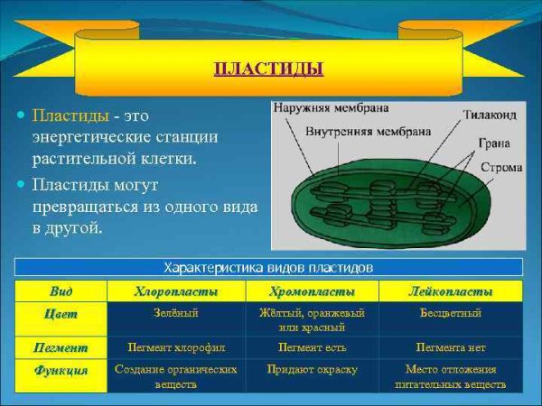 Строение пластидов клетки