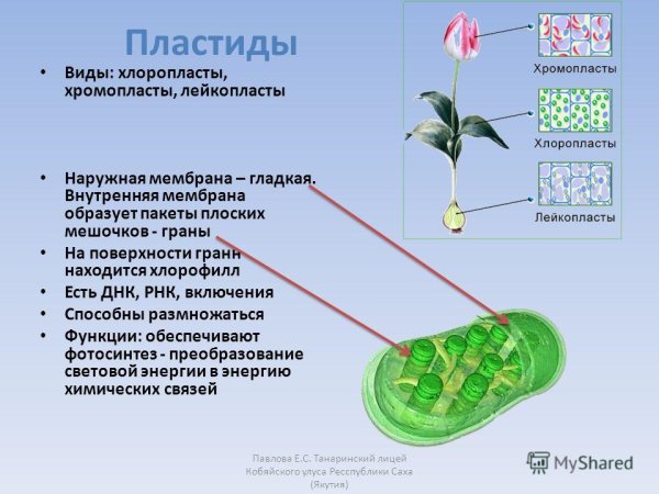 Строение пластид и их функции