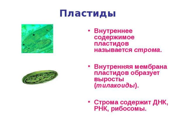 Пластиды хлоропласты лейкопласты