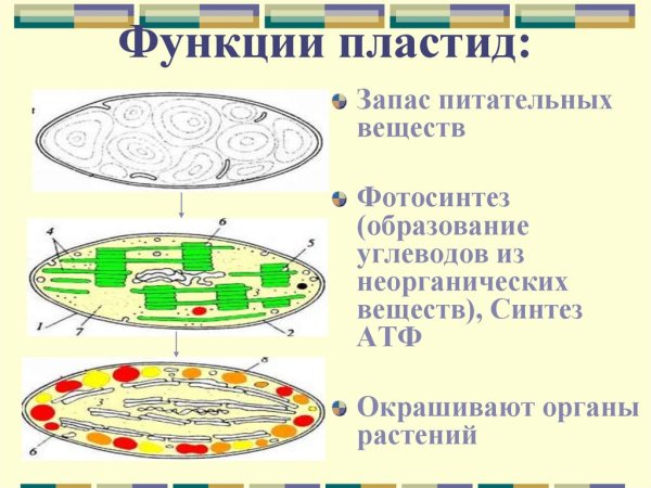 Функции пластиды 5 класс биология