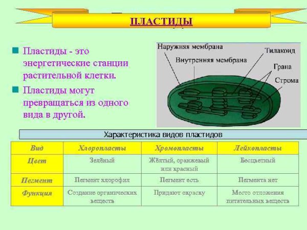 Строение пластид 5 класс