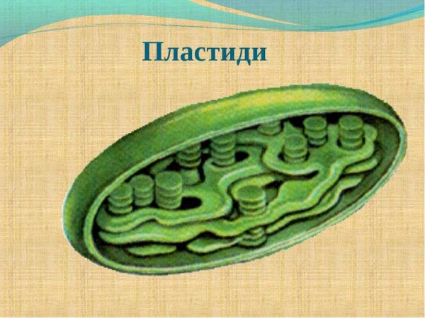 Хлоропласты и хромопласты