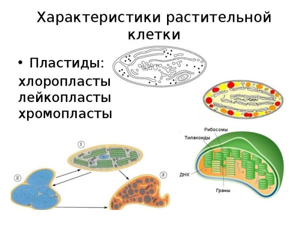 Строение хлоропласта рисунок с подписями и функции