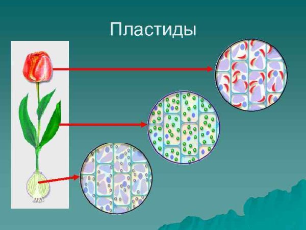 Пластиды схематический рисунок