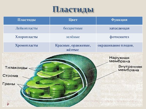 Структура клетки растения пластиды