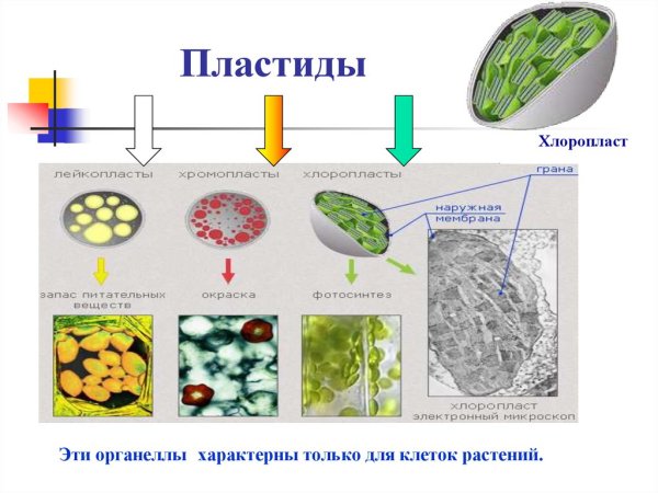 Пластиды хлоропласты строение