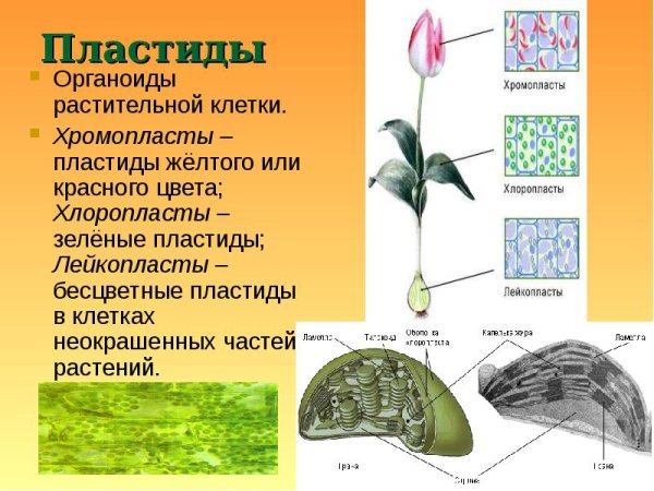 Пластиды состоят из двух мембран