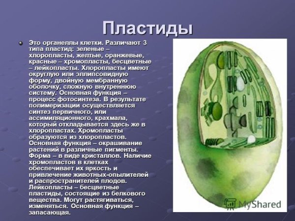 Взаимопревращение пластид схема