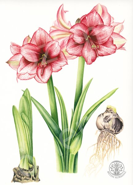 Амариллис стебель