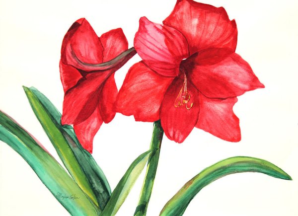 Амариллис cartoon