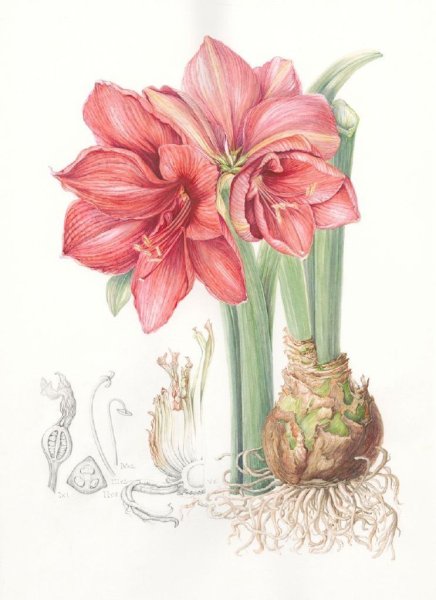 Гиппеаструм ботаника