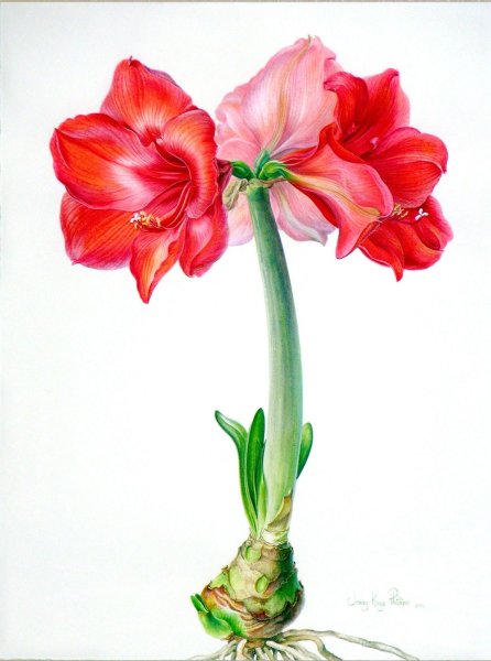 Зентангл амариллис цветы