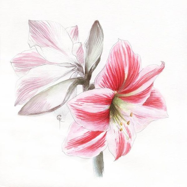 Амариллис Ботаническая иллюстрация