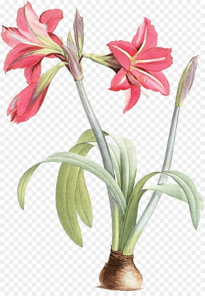 Гиппеаструм Ботаническая иллюстрация