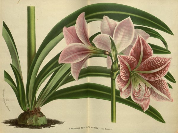 Амариллис Ботаническая иллюстрация